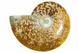 Polished Ammonite (Cleoniceras) Fossil - Madagascar #365063-1